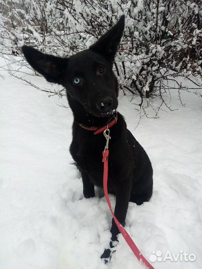 Девочка арлекин в дар