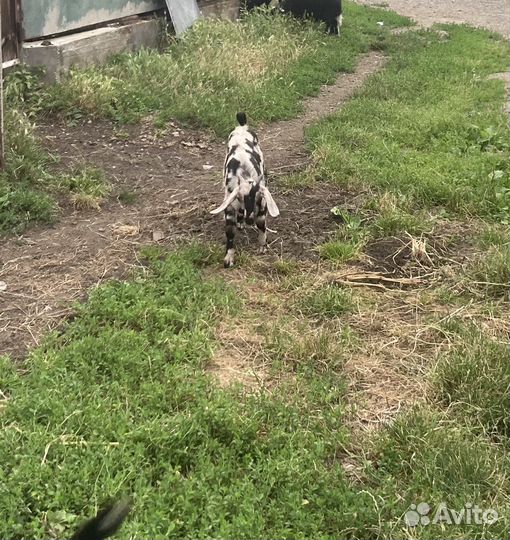 Козел нубийской породы