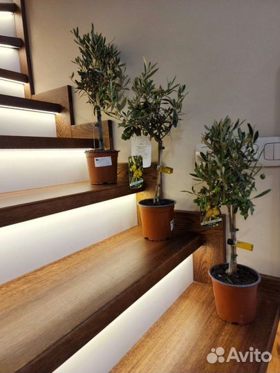 Оливковое дерево с настоящими оливами. Сицилия