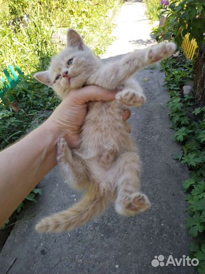 Рыжий котенок мальчик