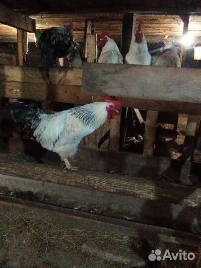 Молодые петухи