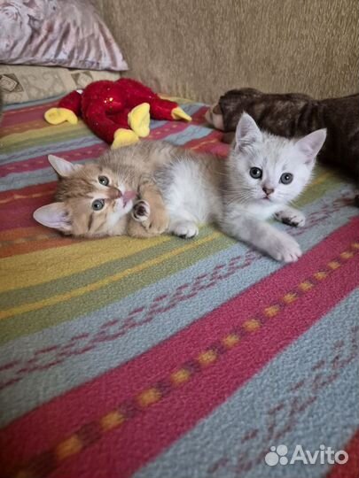 Британский котенок