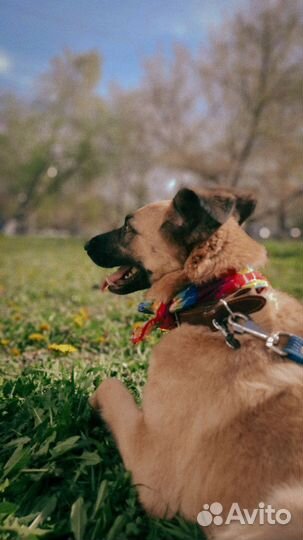 Собака Бэлла