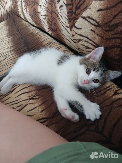 Котёнок в добрые руки