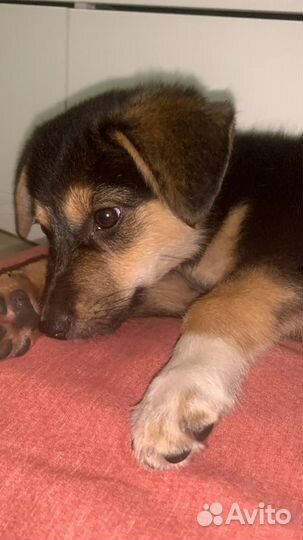 Щенок в добрые руки