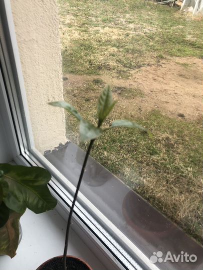 Росток авокадо