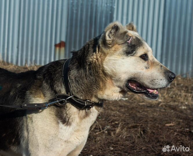 Алабай в добрые руки