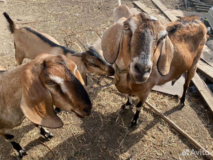 Нубийские козы
