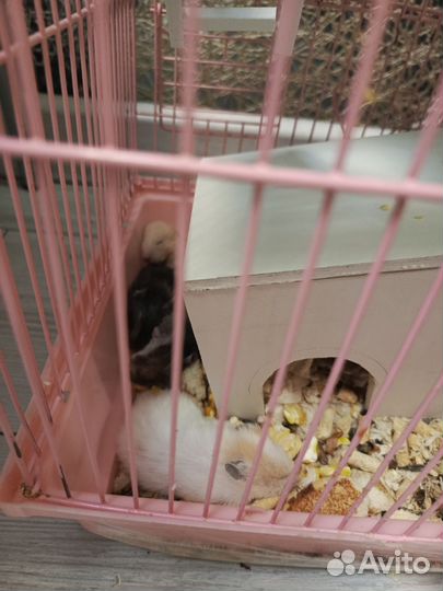 Сирийский хомяк бесплатно