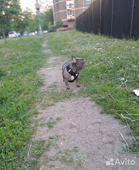 В добрые руки