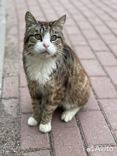Потерял семью, будет вам верным другом