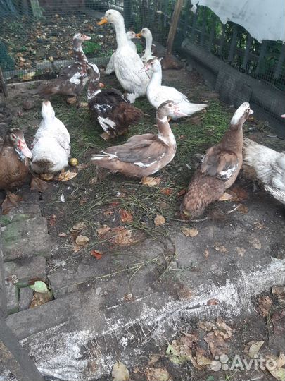 Мускусные утки