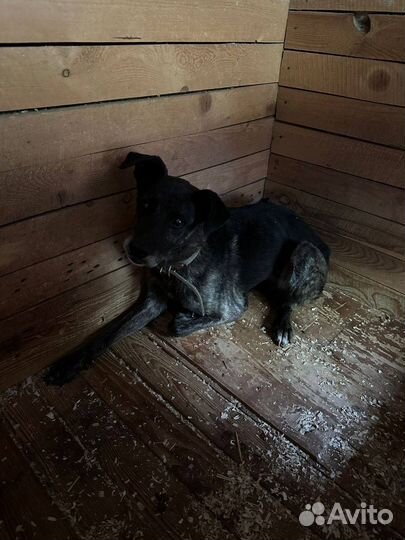 Собака из приюта помогите найти дом пожалуйста