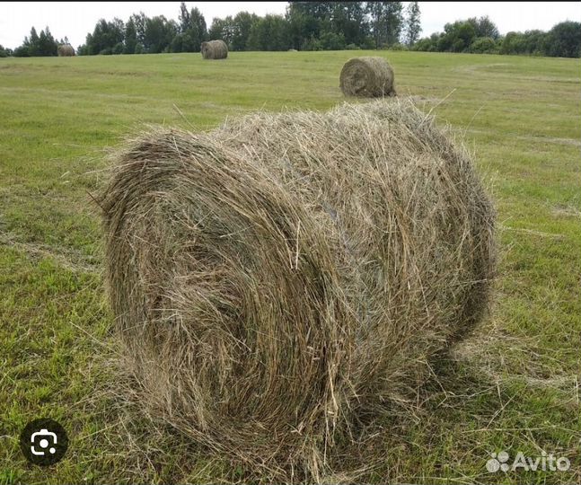 Продам сено в рулонах