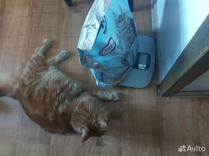 Корм для кошек karmy