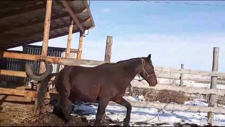 Продам жеребца