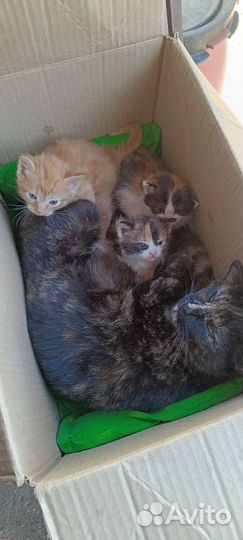Котята в хорошие руки