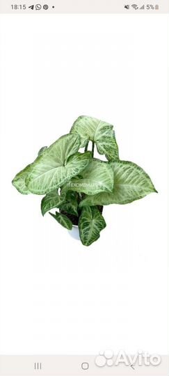 Сингониум,сциндапсус,традесканция