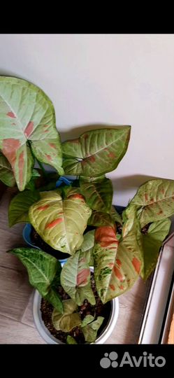 Сингониум confetti