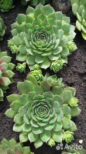 Молодило каменная роза