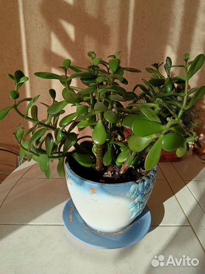 Денежное дерево Толстянка Крассула большое