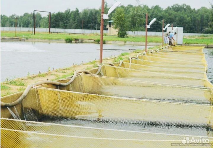 Садок для выращивания разведения рыбы