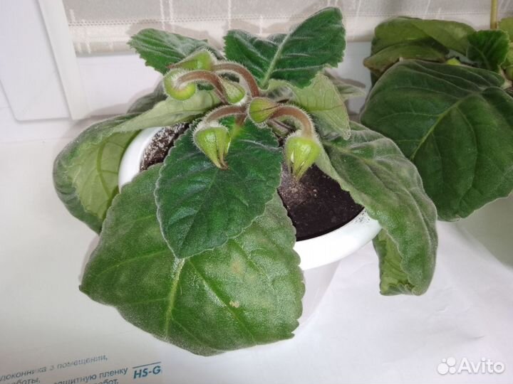 Глоксиния цветущая