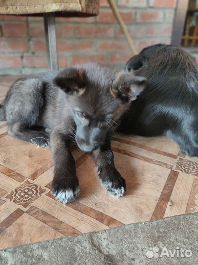 Щенок помесь хаски