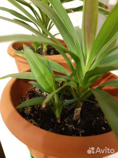 Пальмочка домашняя