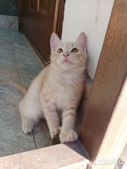 Котенок девочка бесплатно