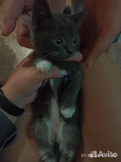 Британская кошечка