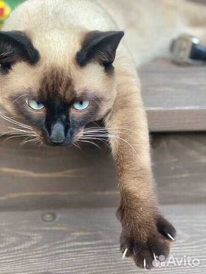 Кот для вязки