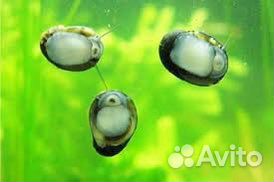 Улитка теодоксус