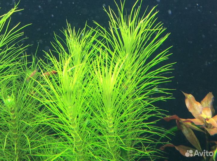 Погостемон эректус, амбулия и др