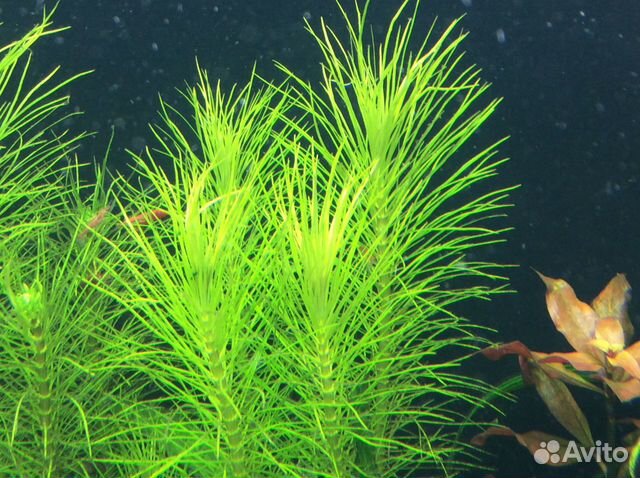 Погостемон эректус, амбулия и др