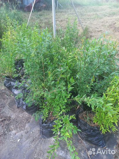 Саженцы граната, 3 года, Ахмар/Крымский полосатый