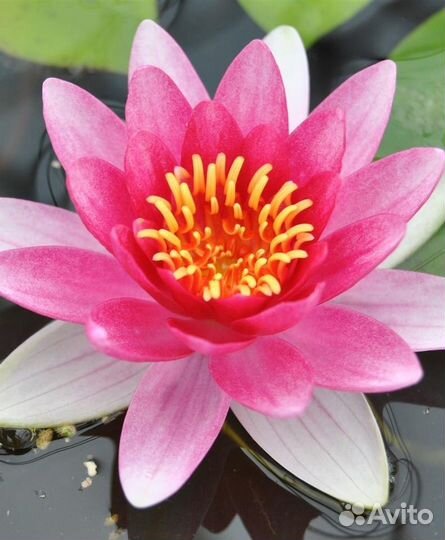 Растения и рыба для прудов и водоемов