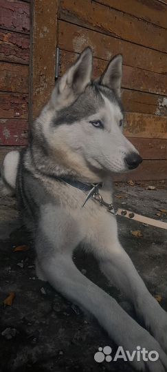 Сибирский хаски
