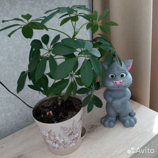 Шефлера