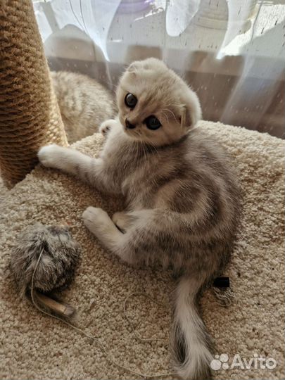 Котята