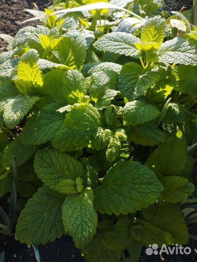 Мелисса лекарственная продам