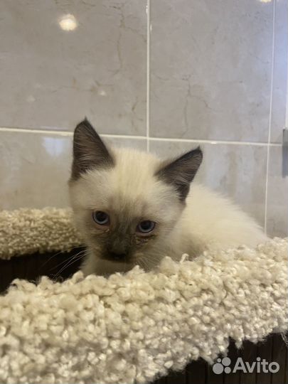 Сиамский котенок девочка