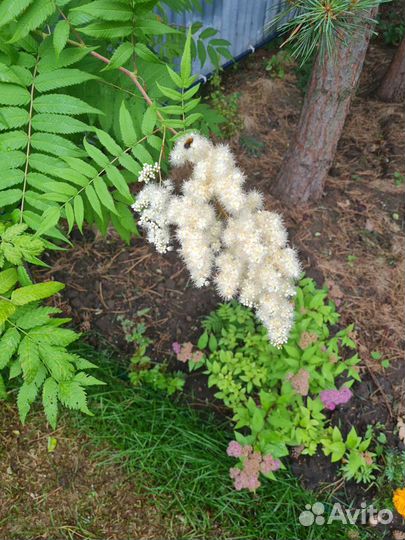 Декоративный кустарник