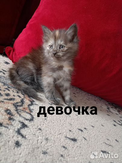 Котята