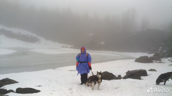 Передержка с отзывами, няня для собак, выгул