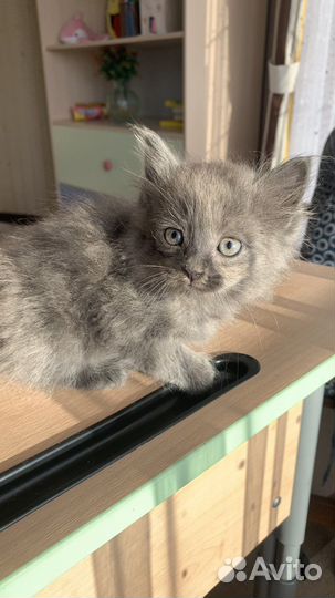 Котенок в добрые руки