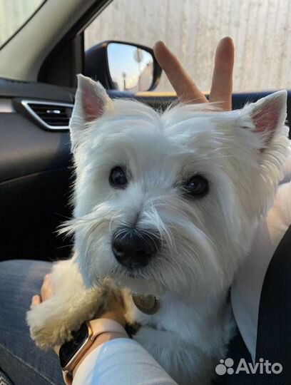 Котоняня, няня для кошки с выездом / проживанием