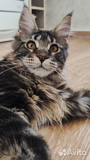 Мейн кун кошка