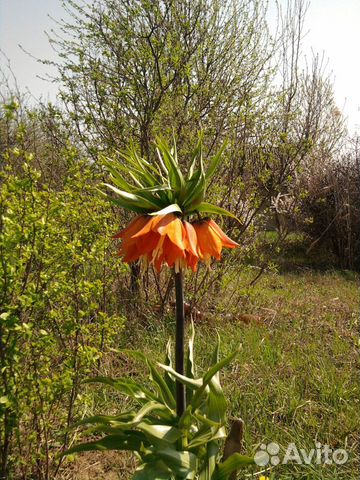 Луковицы рябчика императорского оранжевого