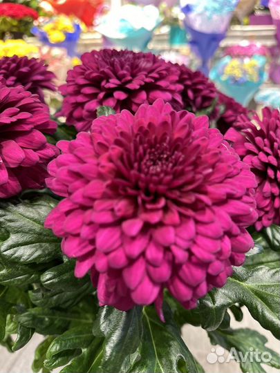 Хризантема одноголовая